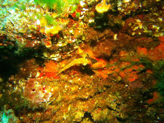 mallorca diving-underwater photo 